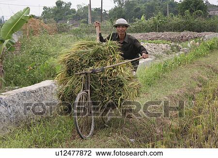 harvest, person, rice, farmer, vietnam, people View Large Photo Image Stock Image - harvest, person, rice, farmer, vietnam, people. Fotosearch