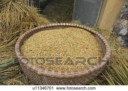 Stock Image - harvested, nature, freshly, vietnam, texture, pattern. Fotosearch