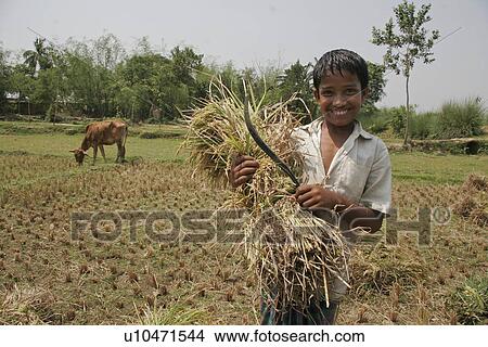 Picture - harvested, people, boy, bangladesh, person, food. Fotosearch