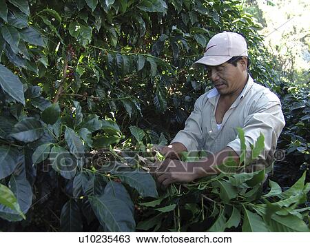 Stock Image - harvesting, coffee, farmer, honduras, person, people. Fotosearch