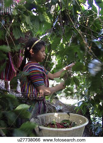 harvesting, girl, guatemala, person, coffee, people View Large Photo Image Stock Photograph - harvesting, girl, guatemala, person, coffee, people. Fotosearch