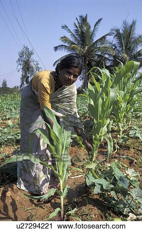 harvesting, people, krishnamana, india, person, woman View Large Photo Image Stock Image - harvesting, people, krishnamana, india, person, woman. Fotosearch