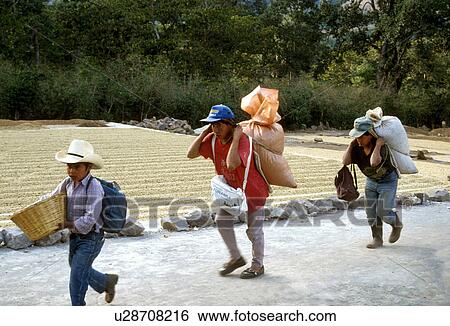 hauling, coffee, guatemala, 3411, person, people View Large Photo Image Stock Photograph - hauling, coffee, guatemala, 3411, person, people. Fotosearch