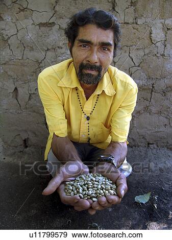 Stock Photo - holding, coffee, farmer, nicaragua, person, people. Fotosearch