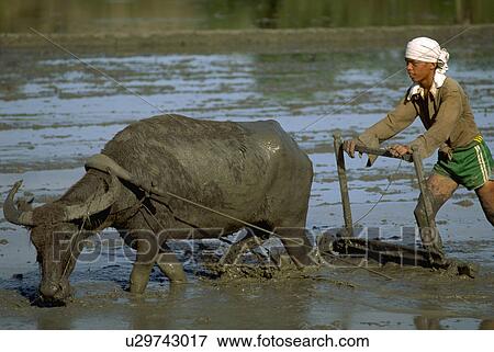house, planting, carabao, farmer, water View Large Photo Image Stock Photo - house, planting, carabao, farmer, water. Fotosearch