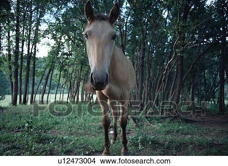 Picture - humorous, humor, pasture, shot, head, horse. Fotosearch