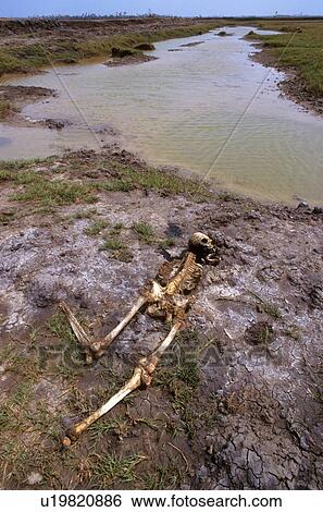 india, person, skeleton, dead, 5450, people View Large Photo Image Stock Photograph - india, person, skeleton, dead, 5450, people. Fotosearch