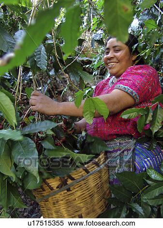 Stock Photography - indigenous, people, guatemala, person, coffee, woman. Fotosearch