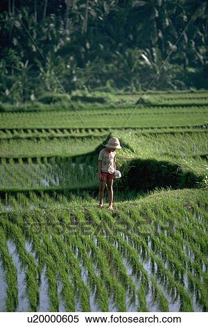 Stock Photography - indonesia, works, bali, paddy, rice, farmer. Fotosearch