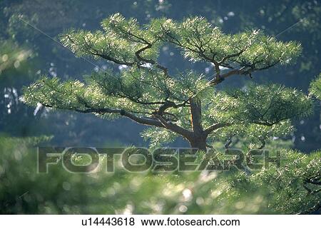japan, gardens, kyoto, temple, golden, kinkakuji View Large Photo Image Stock Photo - japan, gardens, kyoto, temple, golden, kinkakuji. Fotosearch