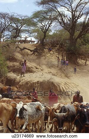 Stock Photo - kajiado, kenya, cattle, herdsmen, masai, 3752. Fotosearch