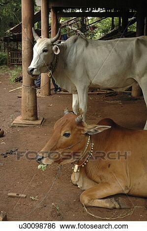 Stock Photograph - kampong, cattle, village, toul, rest, cambodia. Fotosearch