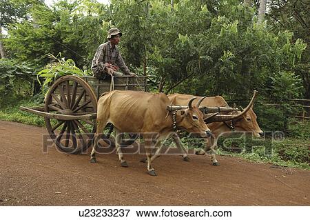 Stock Photo - kampong, person, cart, bullock, cambodia, people. Fotosearch