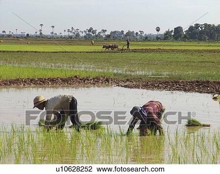 kampong, person, rice, transplanting, cambodia, people View Large Photo Image Stock Image - kampong, person, rice, transplanting, cambodia, people. Fotosearch