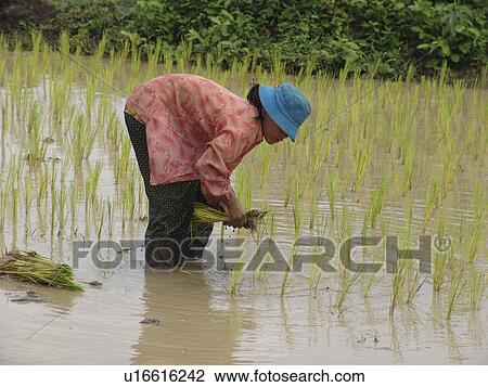 Stock Image - kampong, person, rice, transplanting, cambodia, people. Fotosearch