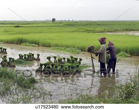 kampong, person, rice, transplanting, cambodia, people View Large Photo Image Stock Image - kampong, person, rice, transplanting, cambodia, people. Fotosearch