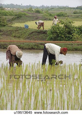 Stock Photography - kampong, person, rice, transplanting, cambodia, people. Fotosearch