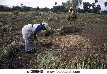 kannikapuram, person, groundnuts, harvesting, india, people View Large Photo Image Stock Image - kannikapuram, person, groundnuts, harvesting, india, people. Fotosearch