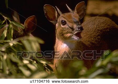 Stock Photograph - kenya, pygmy, moschatus, nesotragus, antelope, suni. Fotosearch
