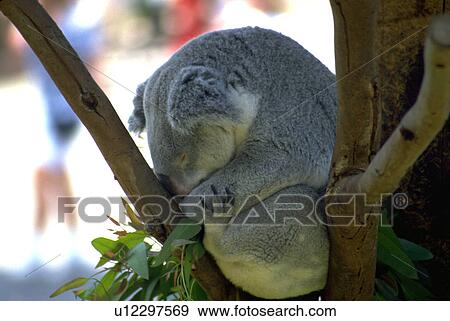 koala, tree, bear, sleeping View Large Photo Image Stock Photo - koala, tree, bear, sleeping. Fotosearch