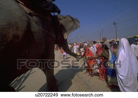 kumbhmela, peasant, 2001, elephant, worhsipers, hindu View Large Photo Image Stock Photo - kumbhmela, peasant, 2001, elephant, worhsipers, hindu. Fotosearch