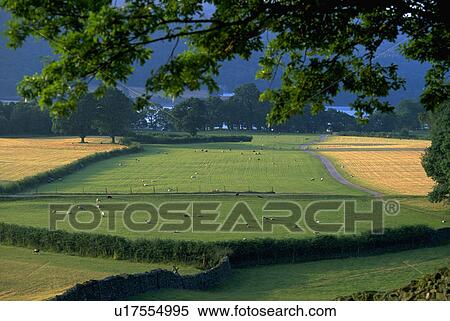 lake, sheep, coniston, pasture, grazing, water View Large Photo Image Stock Photography - lake, sheep, coniston, pasture, grazing, water. Fotosearch