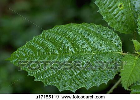 Stock Photo - leaves, rain, rico, puerto, forest, leaf. Fotosearch