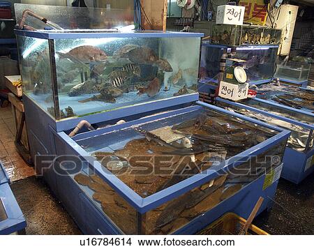 Picture - live, people, korea, fish, person, food. Fotosearch