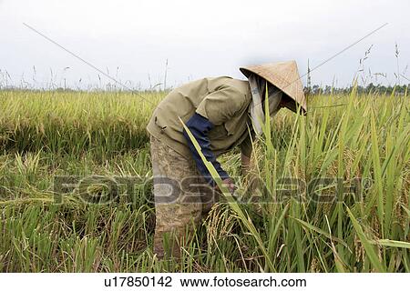 Stock Image - mai, person, rice, harvesting, vietnam, people. Fotosearch
