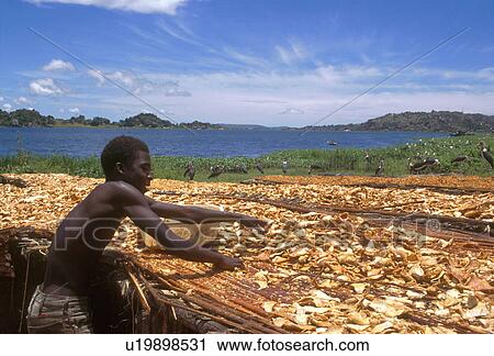 male, drying, fish, tanzania, 3874 View Large Photo Image Stock Image - male, drying, fish, tanzania, 3874. Fotosearch