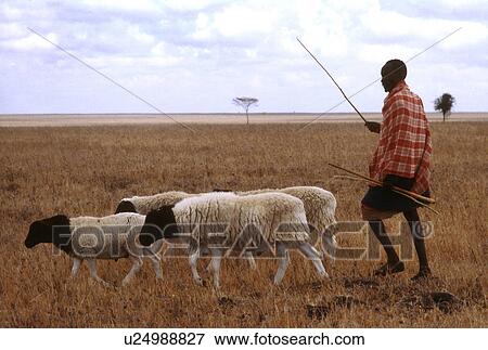 male, herding, masai, kenya, 3663 View Large Photo Image Stock Photo - male, herding, masai, kenya, 3663. Fotosearch