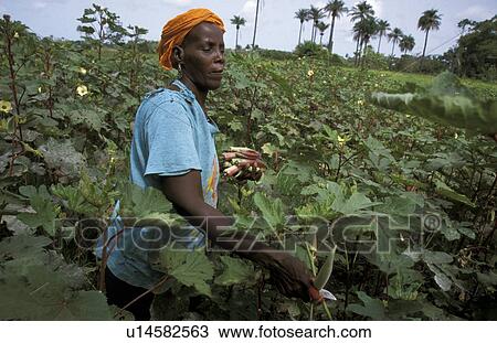 Stock Image - mende, people, aminata, gambia, person, woman. Fotosearch