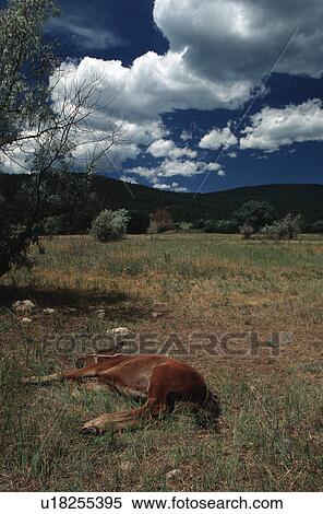 Stock Photography - mexico, horse, new, pasture, sleepng, colt. Fotosearch