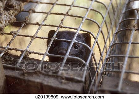 mink, people, russia, person, border, business View Large Photo Image Stock Photo - mink, people, russia, person, border, business. Fotosearch