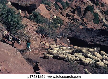 monument, woman, sheep, herding, female, navaho View Large Photo Image Stock Photo - monument, woman, sheep, herding, female, navaho. Fotosearch