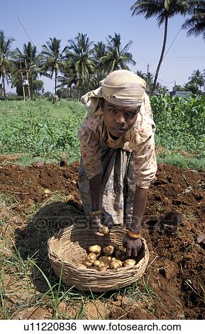 mulbaghal, person, potatoes, harvesting, india, people View Large Photo Image Stock Photograph - mulbaghal, person, potatoes, harvesting, india, people. Fotosearch