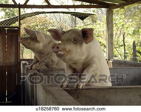nation, pigs, developing, country, jalapa, nicaragua View Large Photo Image Stock Image - nation, pigs, developing, country, jalapa, nicaragua. Fotosearch