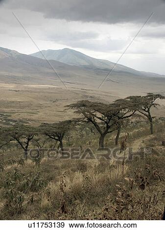 Stock Photo - national, person, crater, ngorongoro, tanzania, people. Fotosearch
