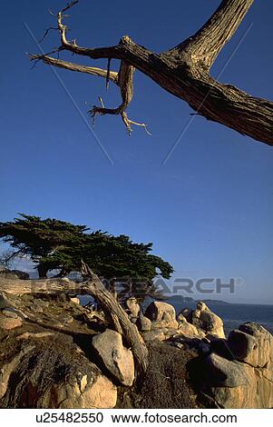 Stock Image - ocean, carmel, coastline, coast, california, nature. Fotosearch