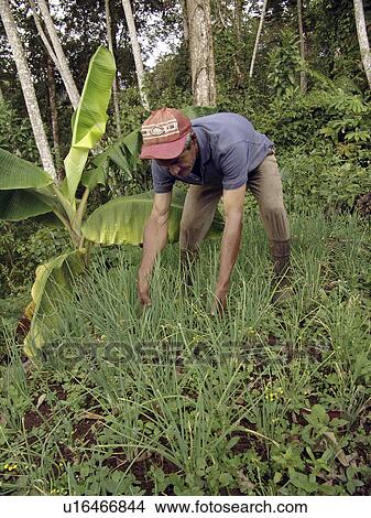 Picture - onions, person, cultivating, farmer, honduras, people. Fotosearch