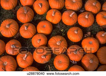 Stock Image - orange, textures, design, graphic, patterns, background. Fotosearch