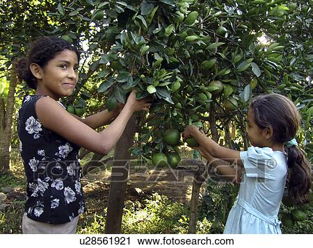 oranges, person, harvesting, girls, nicaragua, people View Large Photo Image Stock Image - oranges, person, harvesting, girls, nicaragua, people. Fotosearch