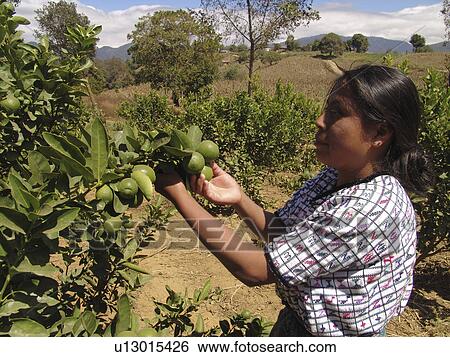organges, people, harvesting, guatemala, person, woman View Large Photo Image Stock Photograph - organges, people, harvesting, guatemala, person, woman. Fotosearch