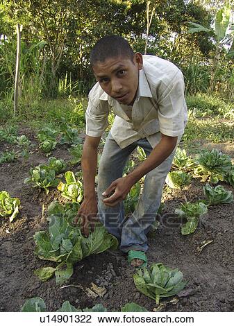 organic, person, adding, boy, nicaragua, people View Large Photo Image Stock Image - organic, person, adding, boy, nicaragua, people. Fotosearch