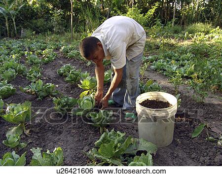 organic, person, adding, boy, nicaragua, people View Large Photo Image Stock Photograph - organic, person, adding, boy, nicaragua, people. Fotosearch