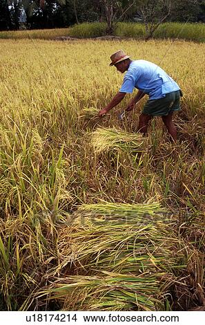 Picture - organic, philippines, masipag, cultivating, farmer, 3668. Fotosearch