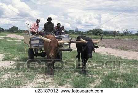 Stock Image - oxen, person, cart, ox, zambia, people. Fotosearch