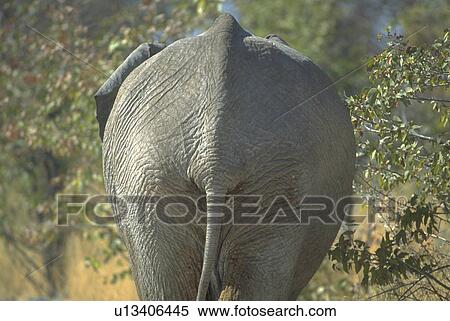 pan, elephant, etosha, trees, walks, nature View Large Photo Image Stock Photography - pan, elephant, etosha, trees, walks, nature. Fotosearch