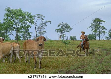 Stock Image - pantanerio, herding, cowboy, horse. Fotosearch