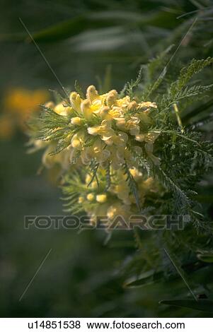 pedicularis, alps, flora, wildflowers, alpine, swiss View Large Photo Image Stock Photo - pedicularis, alps, flora, wildflowers, alpine, swiss. Fotosearch